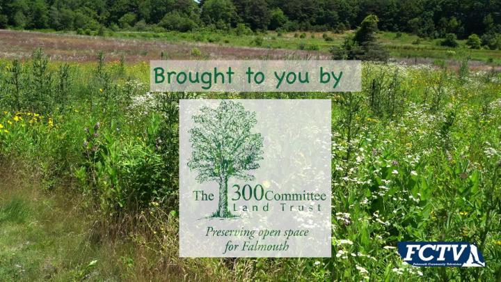 Thumbnail image for Falmouth In Focus